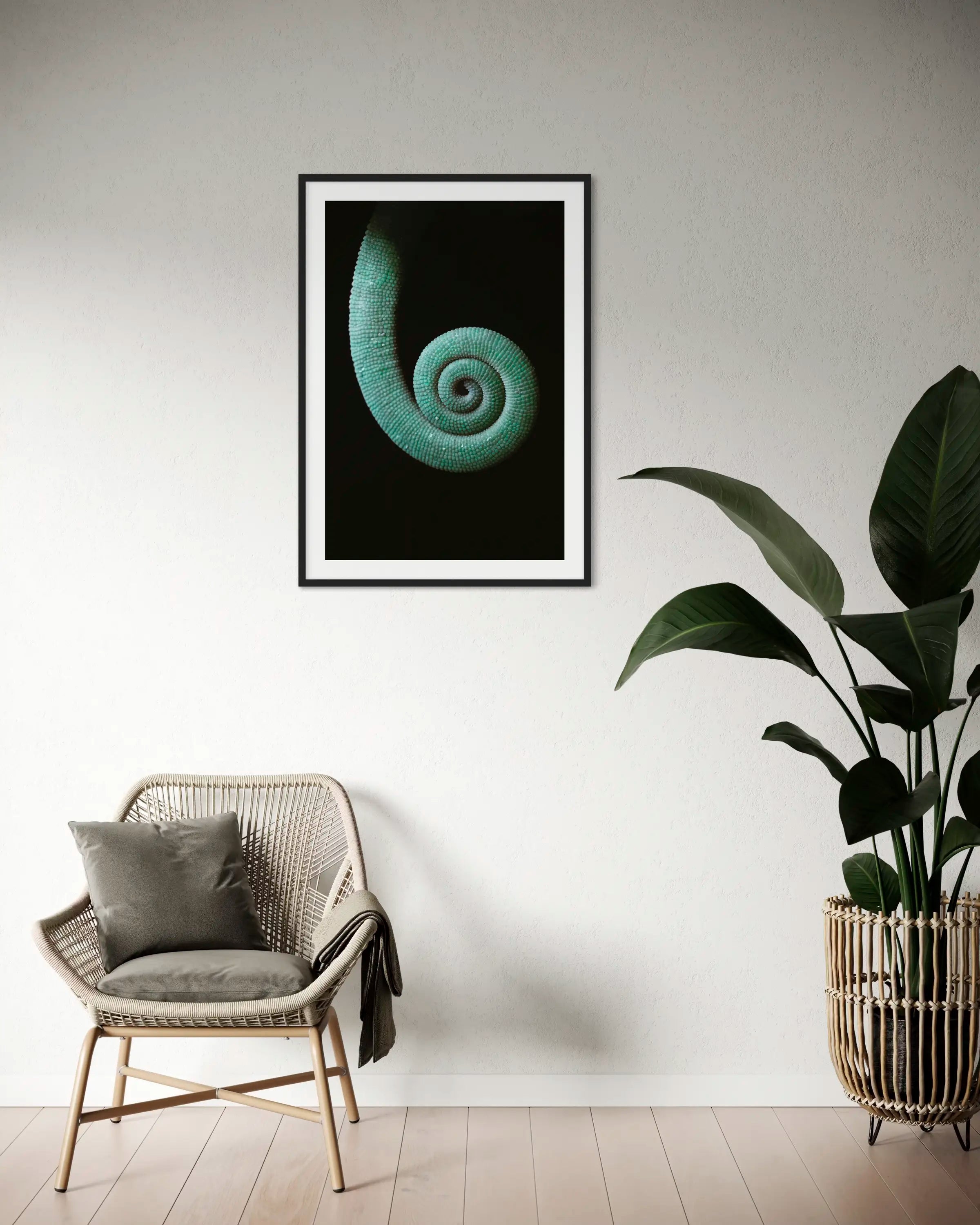 Calyptratus - Photo d'art