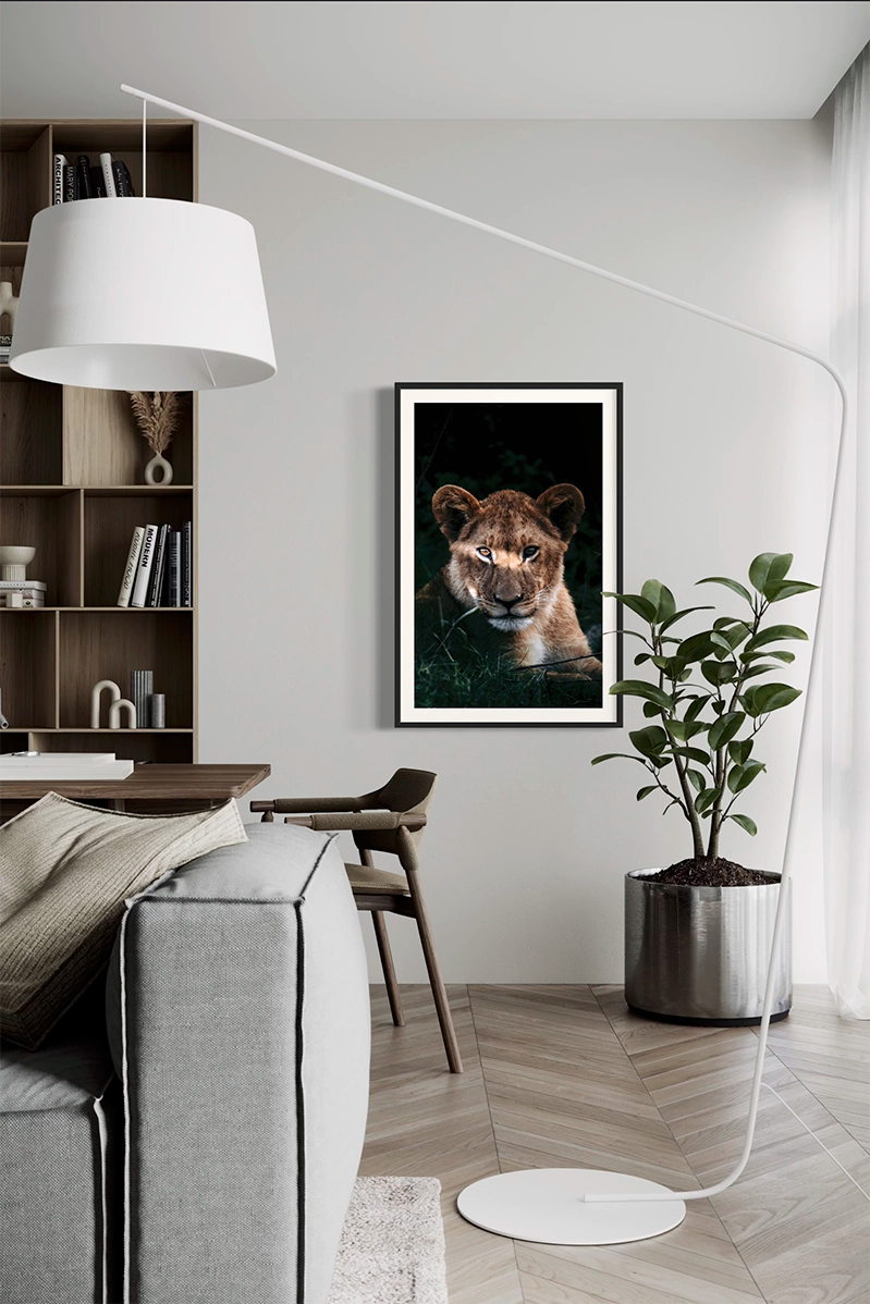 Jeune lion du delta - Photo d'art