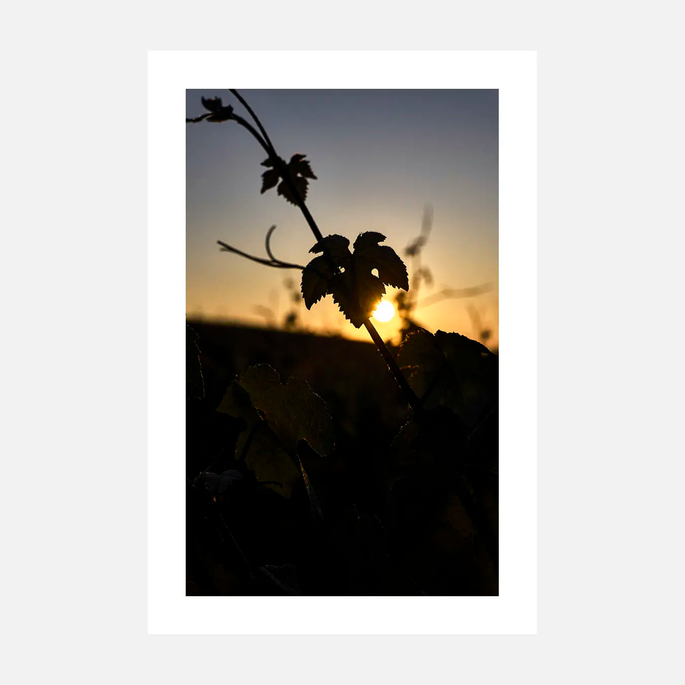 Crépuscule sur la vigne - Photo d'art
