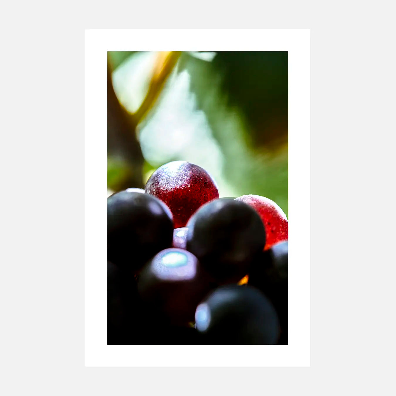 Eclat fragile - Photo d'art