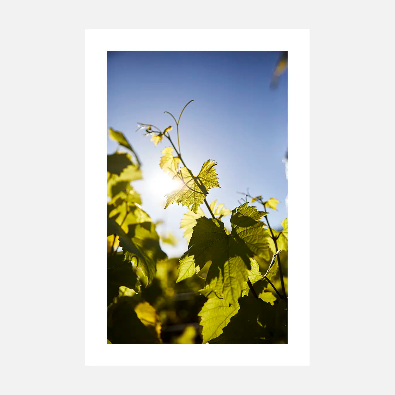 Lumière en feuille - Photo d'art