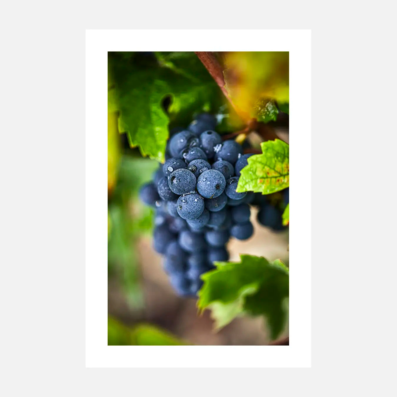 Mémoire de rosée - Photo d'art