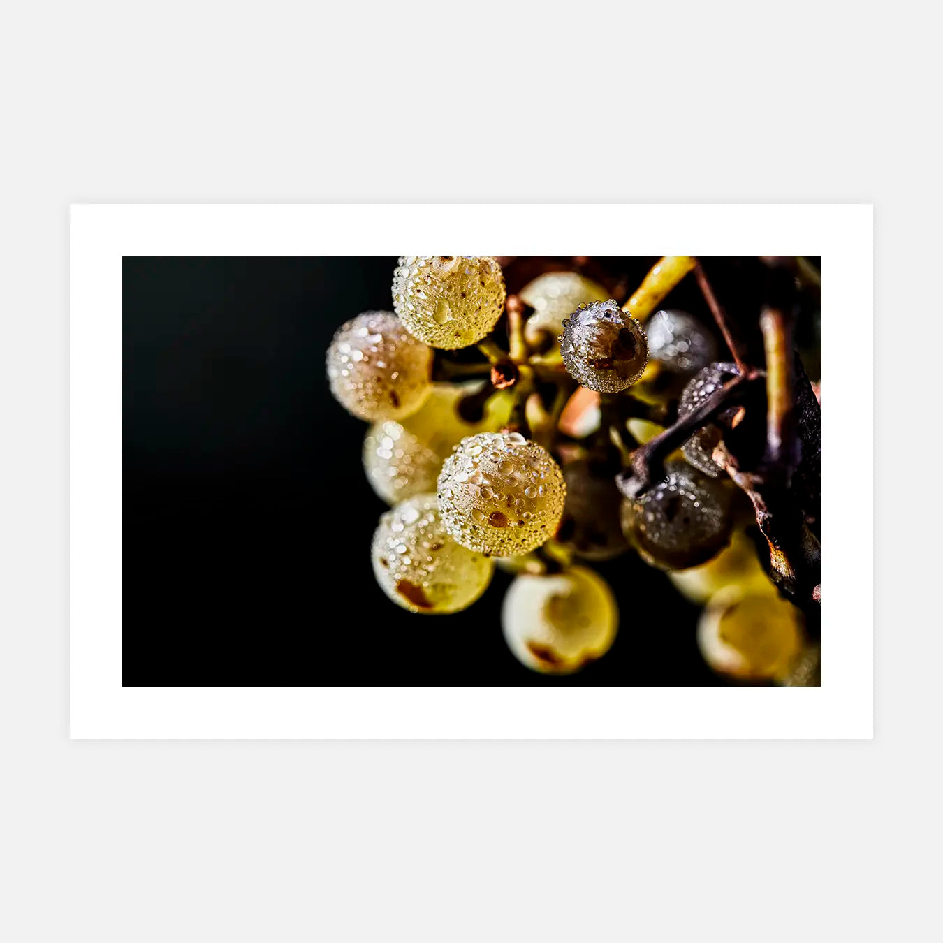 Perles du matin - Photo d'art