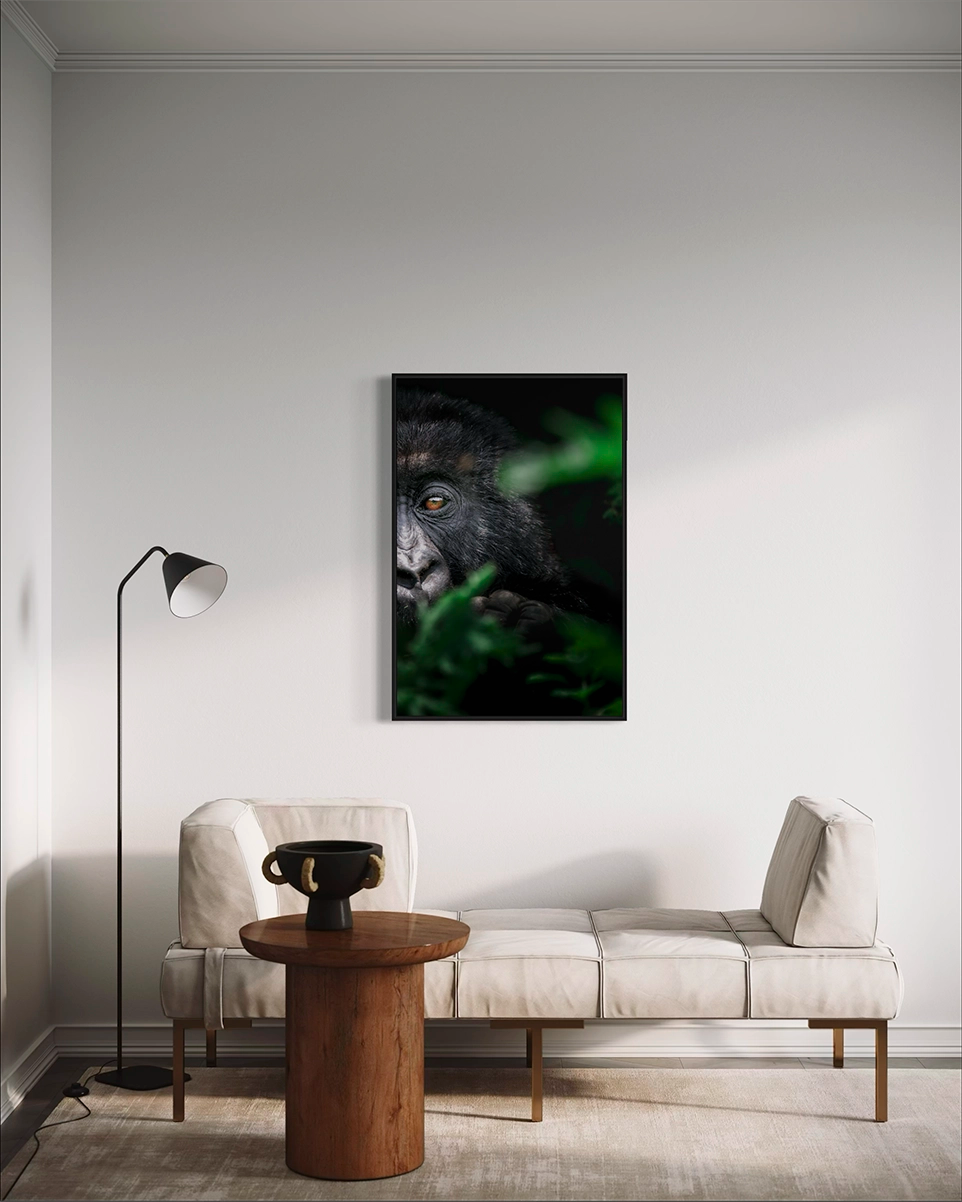 Jeune gorille des montagnes - Photo d'art