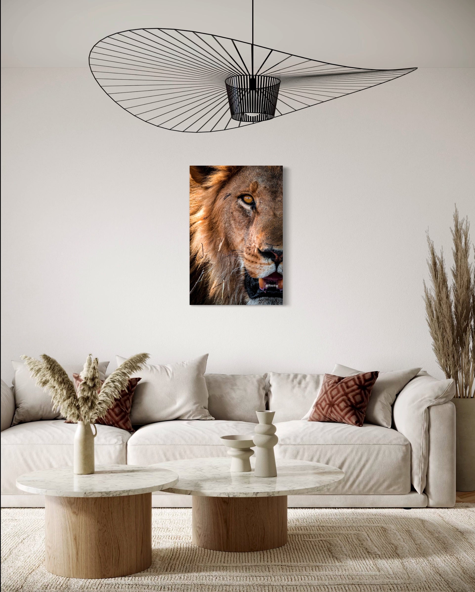 Lion des marais - Photo d'art