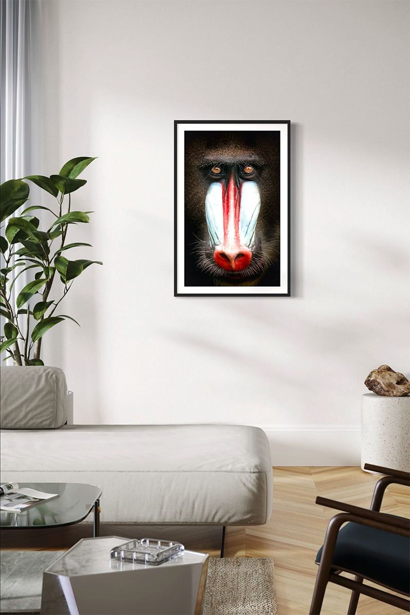 Portrait de Mandrill - Photo d'art