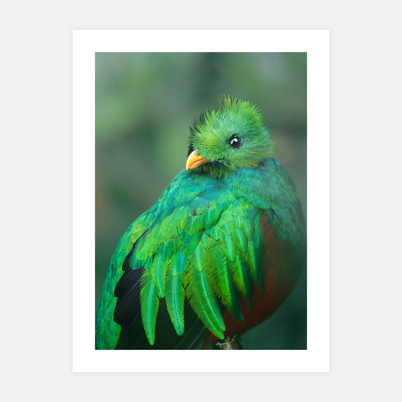 Quetzal - Photo d'art