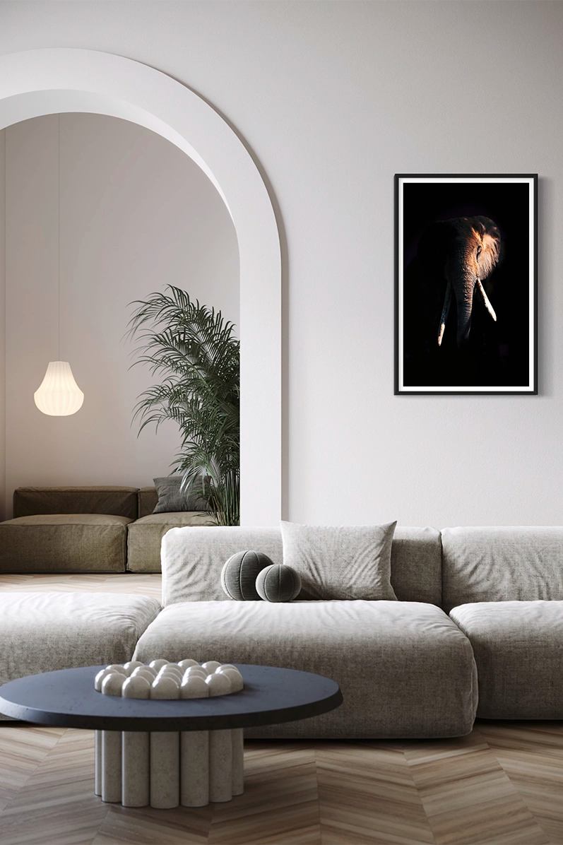 Tusker - Photo d'art