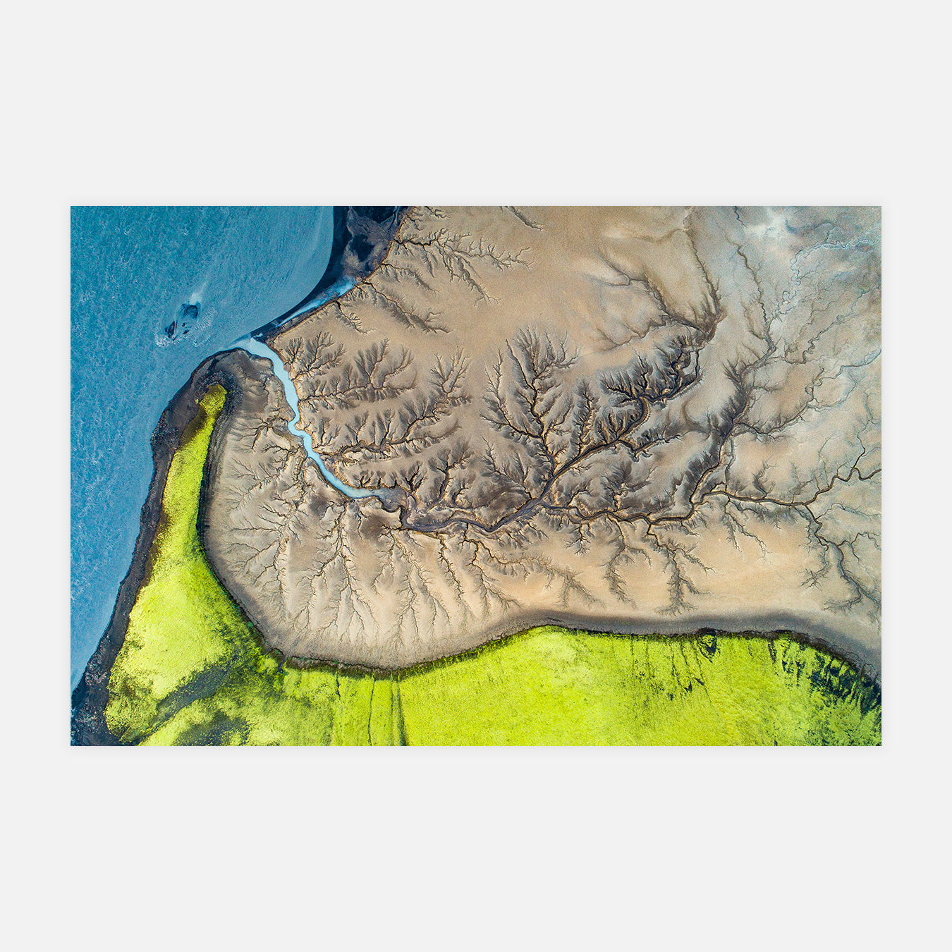 L'arbre de la vie - Photo d'art