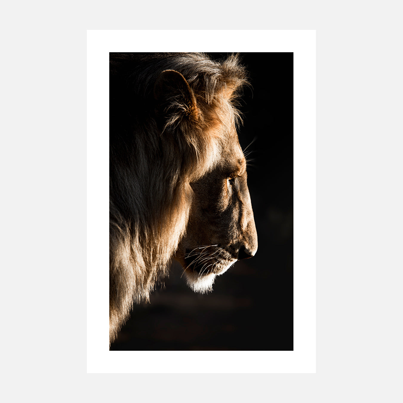Lion du kruger - Photo d'art