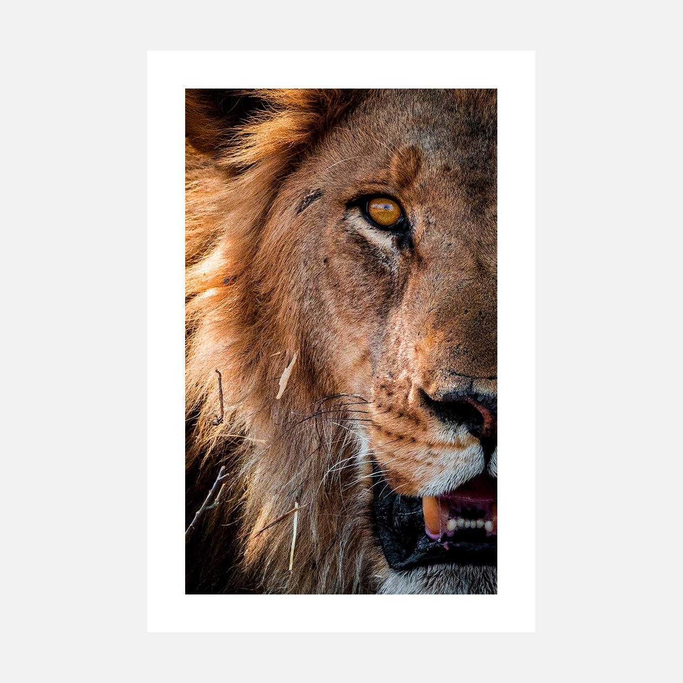 Lion des marais - Photo d'art
