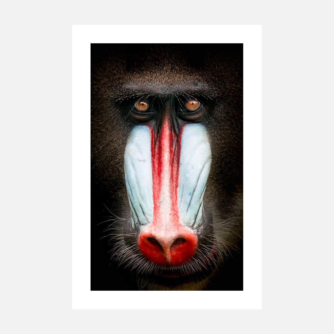 Portrait de Mandrill - Photo d'art