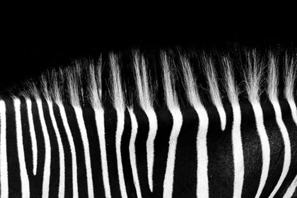 tableau mordacq dos zebre