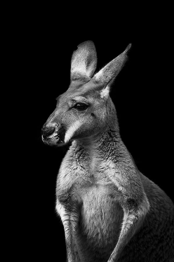 photo kangourou sans lueur guillaume mordacq