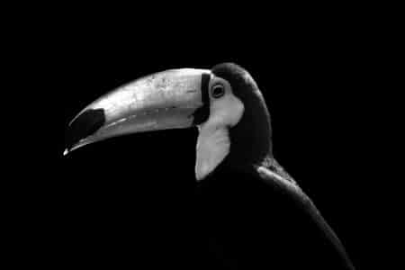 photo toucan guillaume mordacq