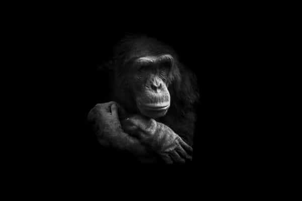 chimpanze-songeur_guillaume_mordacq