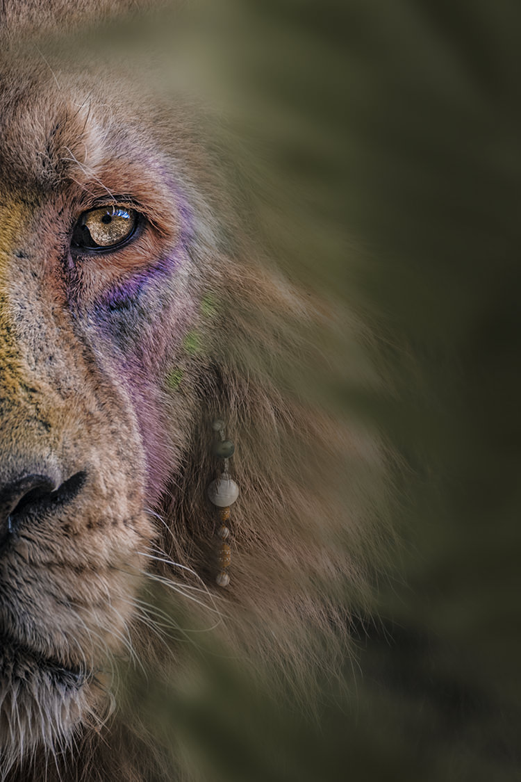 Photographie d'art : Le roi lion - Artenza