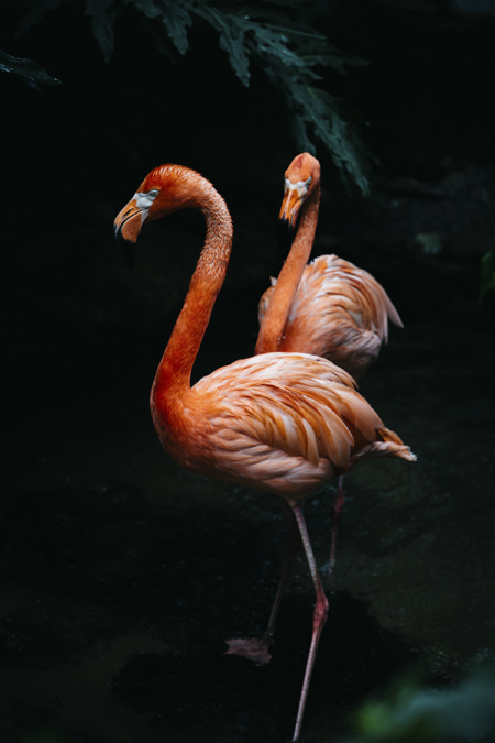 Photo-flamingos-loeil-deos-3-2-120-180
