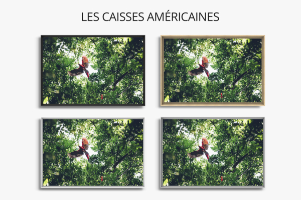 Photo-aras-rouge-caisse-americaine