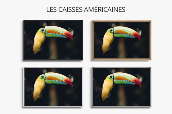 Photo-toucan-caisse-americaine