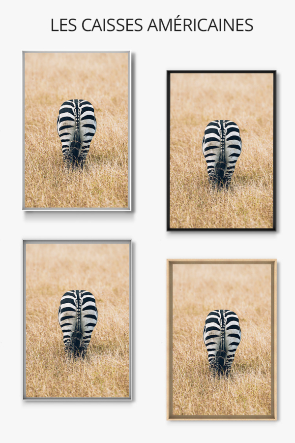 Photo-zebre-caisse-americaine