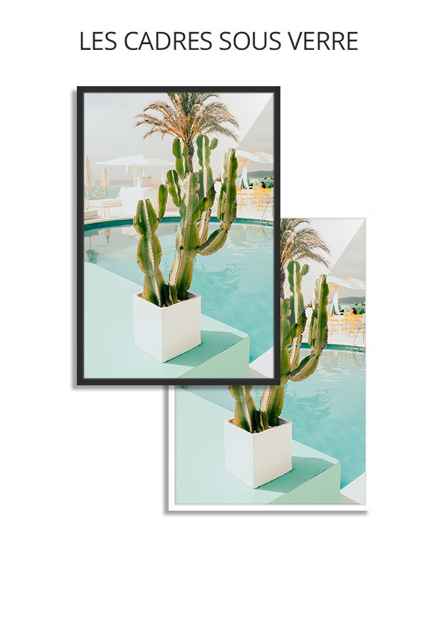 Photo-cactus-cadres-sous-verre
